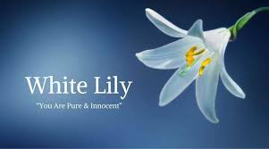 Funeral Flowers And Their Meanings The Ultimate Guide In 2020 Funeral Flowers Sweet Good Morning Images White Lilies