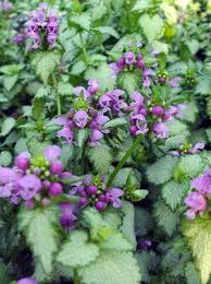 Maybe you would like to learn more about one of these? Lamium Orchid Frost Orchid Frost Lamium From Prides Corner Farms