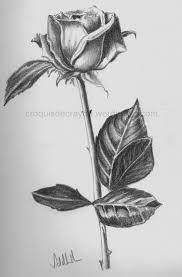 Pencil Sketching Light And Shade Roses Drawing Flower Drawing Rose Drawing