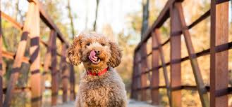 2 taste of the wild high protein dry food. The Nutritional Needs Of Small Breeds Blue Buffalo