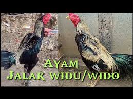 Ayam pama ninja adalah sebutan dari king pama rajanya ayam pama yang berasal dari tailand yang sudah memiliki gelar yang tinggi sehingga terkenal sampai ke indonesia, ayam ini hampir sama dengan gaya tarung pama iq dengan pukulan yang bagus dan. Download Ayam Widu Jalak Birma Mp3 4 1 Mb Kicau Siburung Com