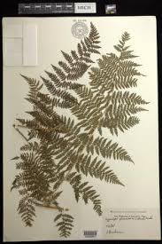 Image result for Hypolepis sparsisora