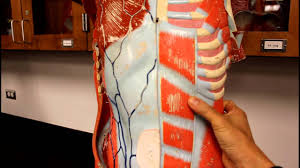 Muscular system anatomy:muscles of the thoracic cage torso model description. Muscular System Anatomy Muscles Of The Anterior Abdominal Wall Torso Model Description Youtube