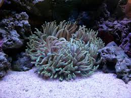 Image result for Aneilema termitarium