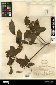 Image result for Mimusops kummel