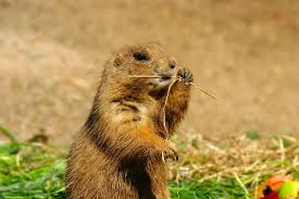 Image result for Cynomys gunnisoni obrázek