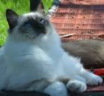 Birman vs Ragdoll - Spot the Difference | ZooAwesome