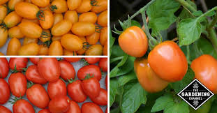 Calories per ounce (oz) carbs fat protein. Roma Tomatoes Calories And Nutritional Information Gardening Channel