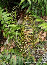 Image result for Stenochlaena