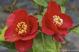 Camellia Little Red Riding Hood A Miniature Camellia Japonica Cultivar Introduced In 1965 Camellia Japonica Little Red Riding Hood