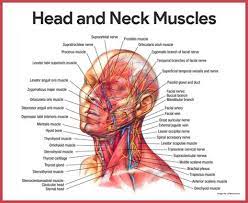 More specifically, this beautifully illustrated anatomy chart includes neck and shoulders, multiple views of the back and spine, and frontal views of each. Striated Shoulder Neck Muscles In Humans Medical Anatomy Of A Female Neck Google Search Throat Human Shoulder Anatomy Anatomy Of The Shoulder Bones Youtube Foodbloggermania It