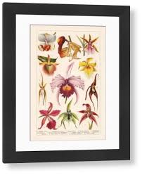 Image result for Orchidaceae