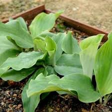 Daun pandan dan cekur manis ditumbuk lumat atau digiling, dibancuh dengan air lalu diambil patinya. Anak Pokok Cekur Cekur Manis Sekali Akar Boleh Tanam Semula Shopee Malaysia