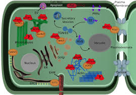Check spelling or type a new query. Taras Pasternak On Twitter Congratulations Nice Drawing For The Ideal Cell Usually Plasmodesmata Associated With Cell With Rather Lytic Vacuole It Will Be Great To Put Such Model In The Organ Contents