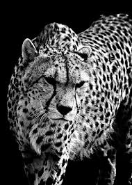 Black And White Cheetah Logo Only God Would Spot And Mark An Animal All Over As If With Black Permanent Marker And In The End Present A Strikingly Cheetah Pictures Animals Wild Wild Cats