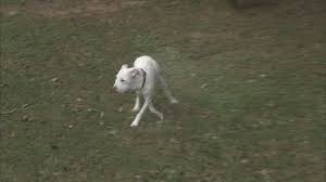 Résultat de recherche d'images pour "copperhead bites"