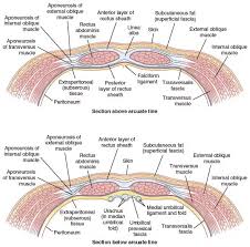In The Human Female Body What S Directly Behind The Navel Quora
