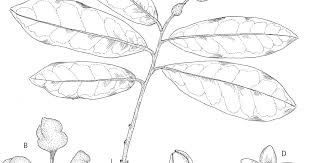 Image result for Uvaria angolensis