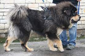 If you are looking for a large breed. Tibetan Mastiff Dog Breed Health Grooming Feeding Puppies And Temperament Petguide