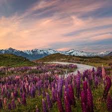Ugglepapegoja, som är världens största papegoja har nu nästan helt försvunnit på fastlandet. Tag Nz Pics To Kiwipics Kiwipics On Instagram Beautiful Sky Mountains Lupins Entrancednomad Beautiful Sky Travel Posters Instagram
