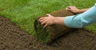 As a general rule, keep sod and soil moist all throughout the day. Lawn Care Tips For New Sod Woodsman Tree Service