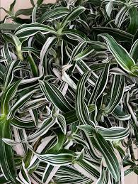 Image result for Murdannia stricta