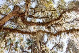 Matte spanish moss green is a dark green matte spray paint with a natural brownish hue, inspired by nature. How To Toss Your Spanish Moss Skyfrog Landscape