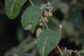 Image result for Cocculus hirsutus