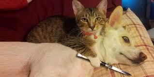 En Komik Kedi Videolari Videosu