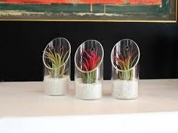 10,205 likes · 41 talking about this. Where To Buy Air Plants Online