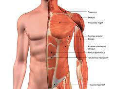 Human anatomy diagram shoulder anatomy shoulder muscles shoulder muscles and chest. Male Chest Muscles Labeled Educational Medical Chart Poster 18x12 Inch Ebay