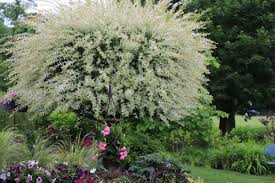 Maybe you would like to learn more about one of these? Everything You Need To Know About Tri Color Dappled Willow Trees This Old House