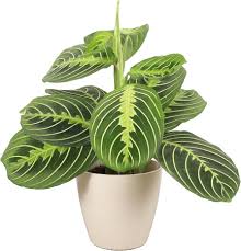 Image result for maranta