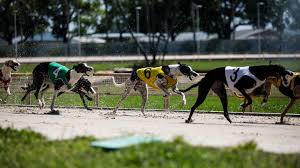 in the spiritual home of greyhound racing as the sport dies