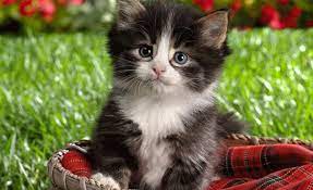 evde kedi beslemenin zararlari nelerdir zararlar com cute kittens cok sirin hayvanlar hayvan bebekler