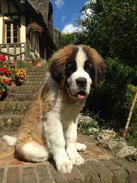 Pin By Kathryn W On Saint Bernard Cute Dogs Dogs And Puppies St Bernard Dogs