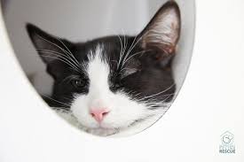 Fcov belongs to the family coronaviridae, a group of enveloped. Available Cats Kittens Seattle Area Feline Rescue Cats And Kittens Cats Cat Adoption