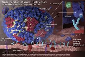 Influenza viruses travel through the air in droplets when someone with the infection coughs, sneezes or talks. Conocer Los Virus De La Influenza Cdc
