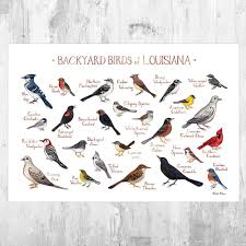 Backyard Birds Of New Jersey Field Guide Louisiana Backyard Birds Field Guide Art Print Watercolor Etsy In 2020 Backyard Birds Bird Poster Nature Wall Art