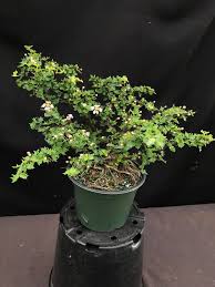 Image result for Malpighia coccigera