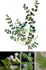 Image result for Achyrospermum schimperi