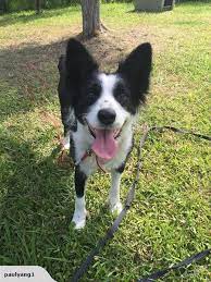 Border Collie Puppies Border Collie Collie Border Collie Dog