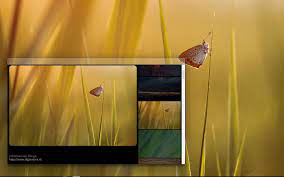 Jan 02, 2013 · how can i put an image on my desktop background? Chrome Os Wallpapers