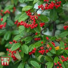 Image result for Coptosperma rhodesiacum