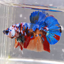 Nemo Galaxy Multicolored Plakat Betta Fish In 2020 Betta Fish Fish Siamese Fighting Fish