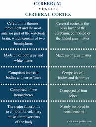 Difference Between Cerebrum And Cerebral Cortex Comparison Summary Medical School Studying Psychology Notes Medical Knowledge