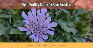 Image result for Scabiosa columbaria