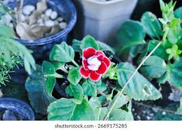 Image result for Gesneriaceae