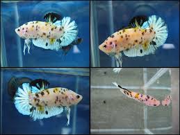 Pin By Mango Megan On Bettas Betta Betta Fish Beautiful Creatures