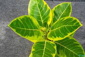 Image result for Ficus conraui